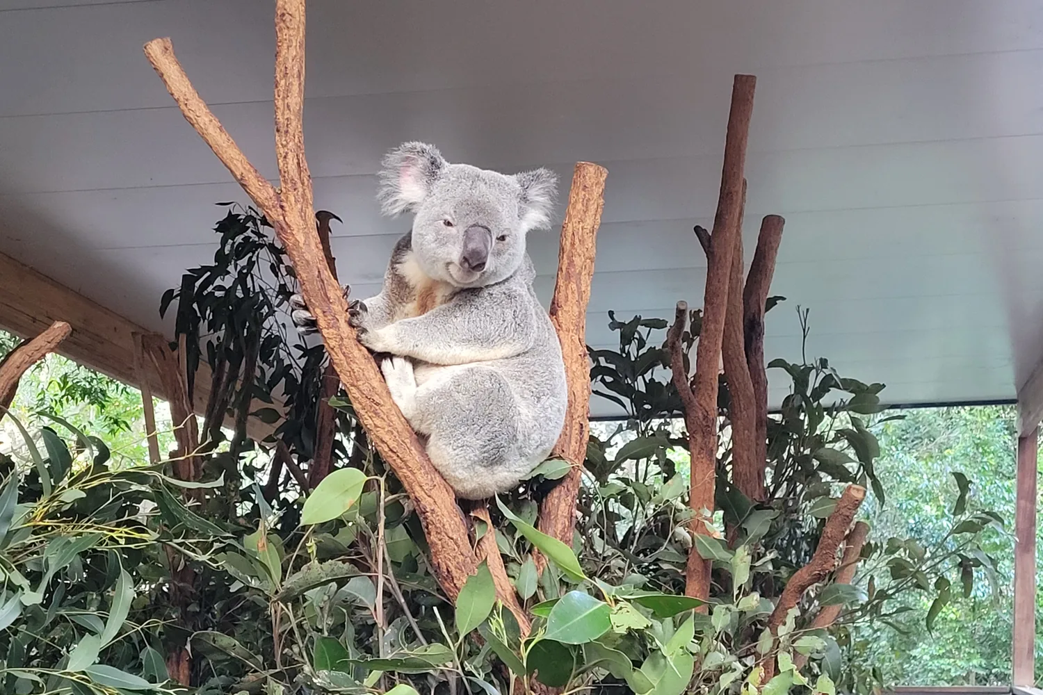 A koala asleep in the fork of a eucalyptus tree at Lone Pine Koala Sanctuary