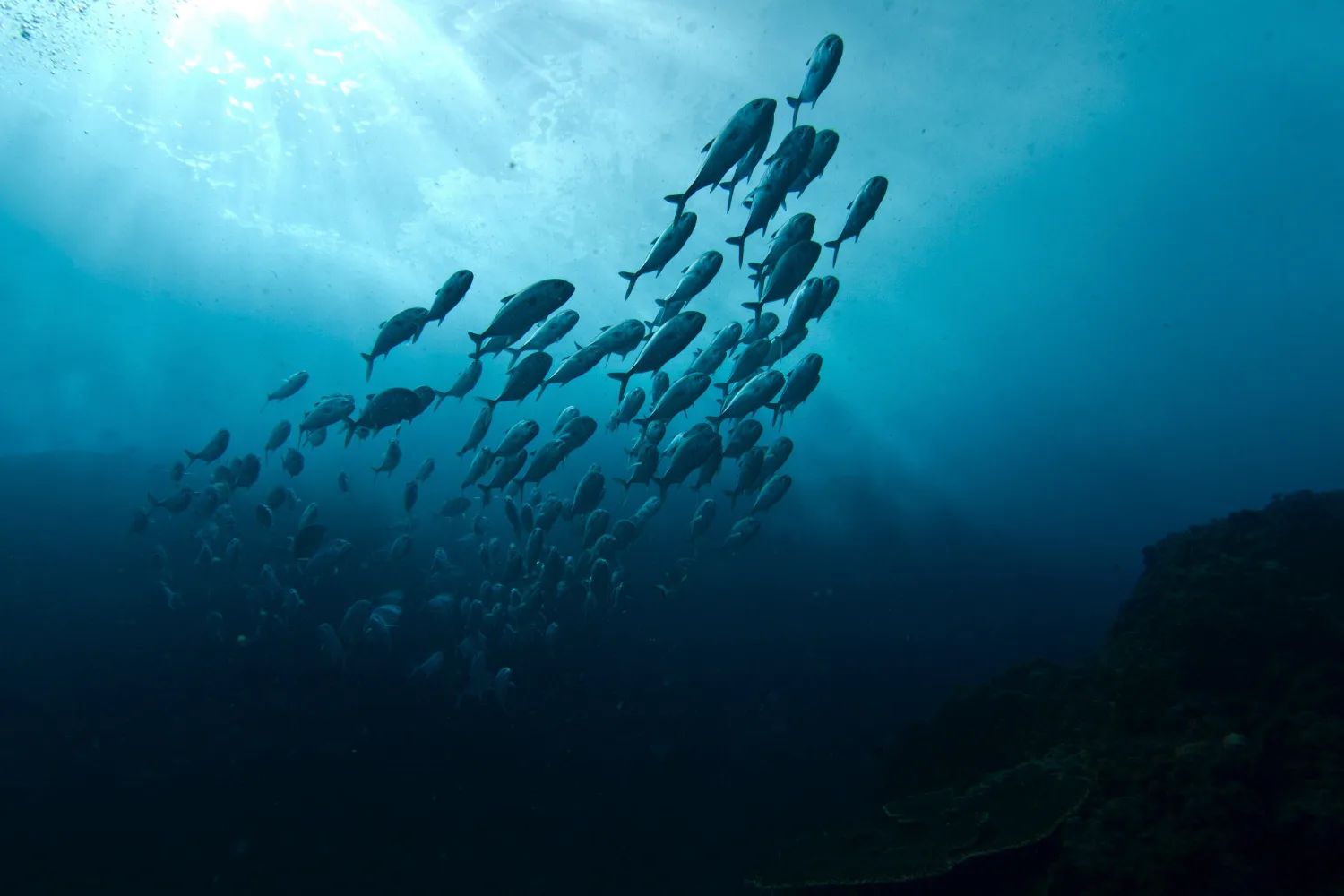 A school of fish rising through blue water towards the light at Julian Rocks