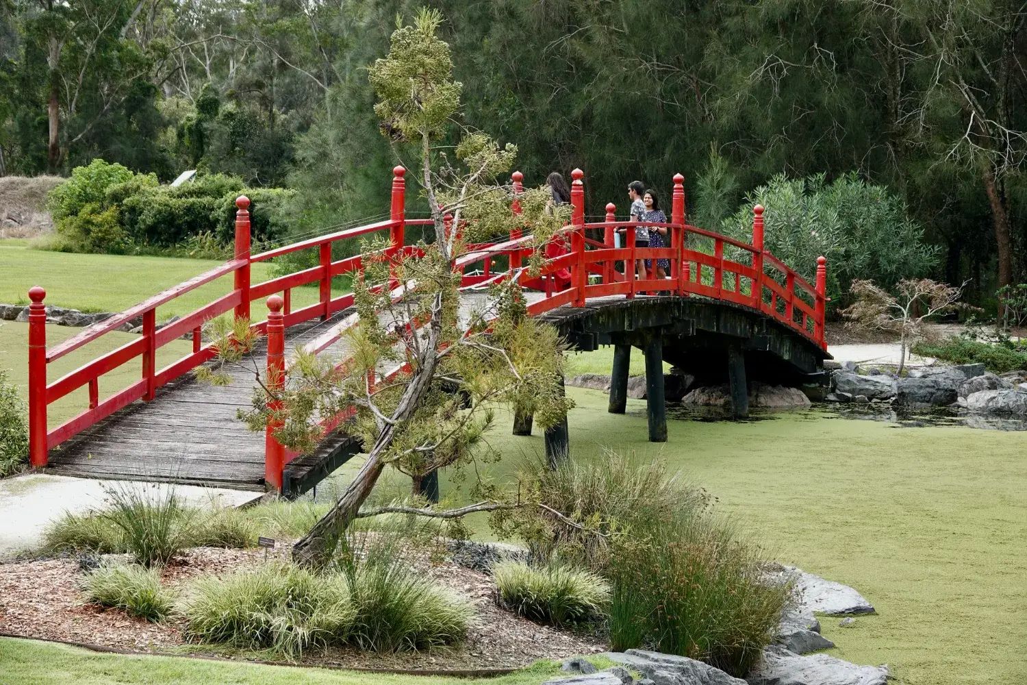 A bright red wooden footbridge in the North Coast Regional Botanic Garden, arching over a pond among trees and planted beds