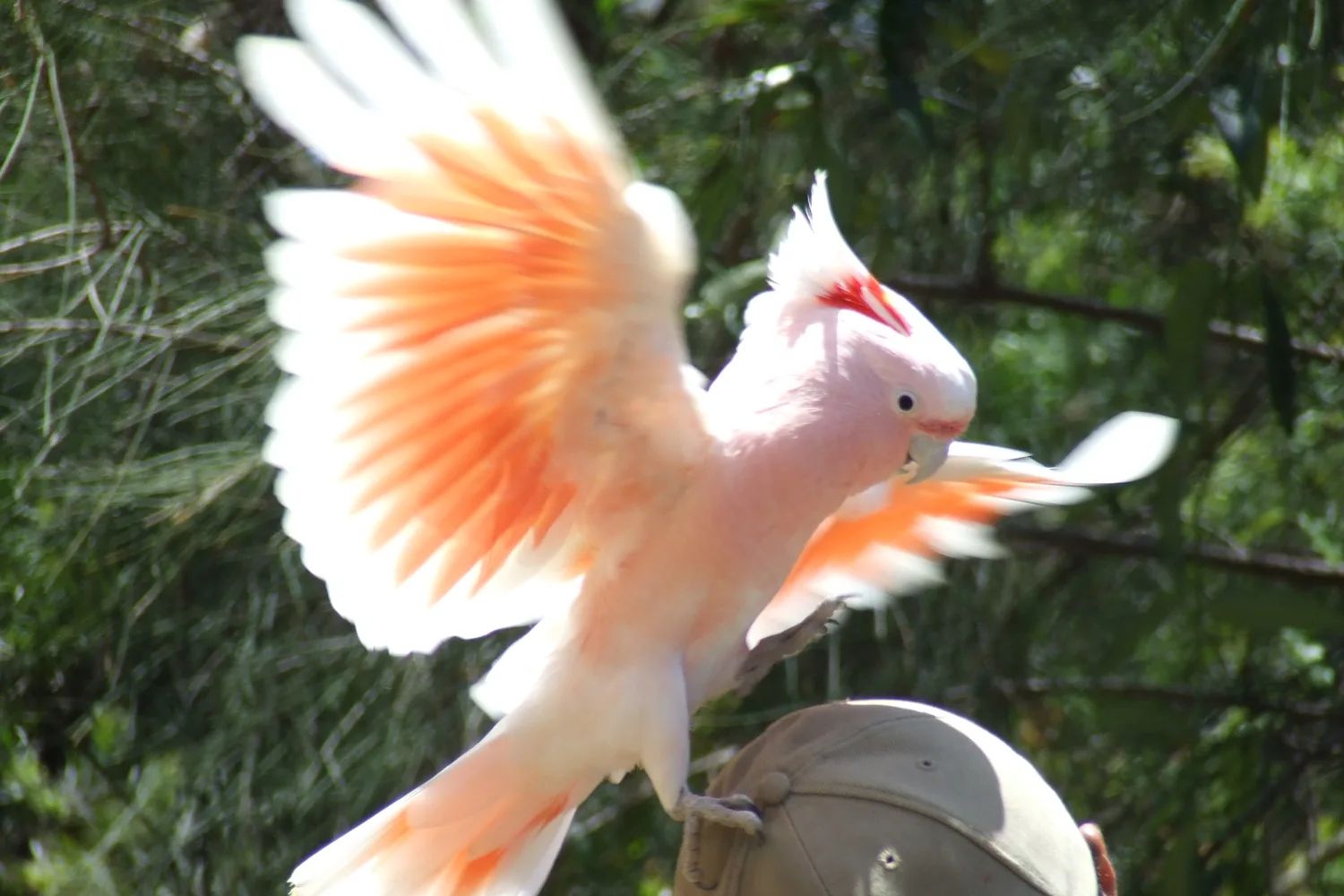 A pink-and-white Major Mitchell’s cockatoo with its wings spread, at Currumbin Wildlife Sanctuary