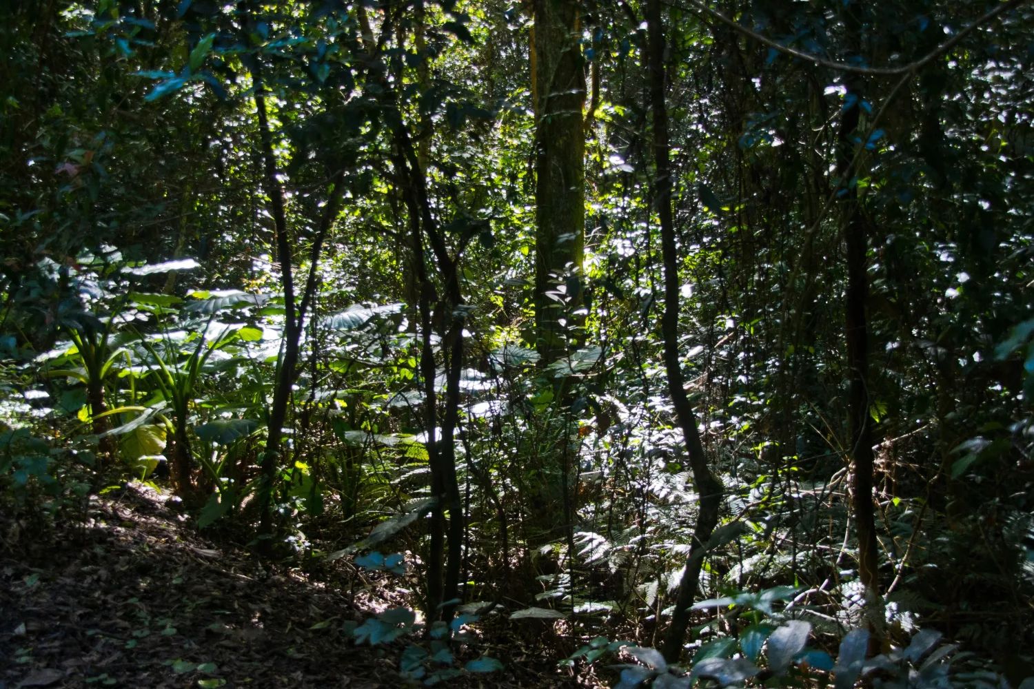 Dense subtropical rainforest in Lamington National Park, with slender trunks and ferns in the understorey