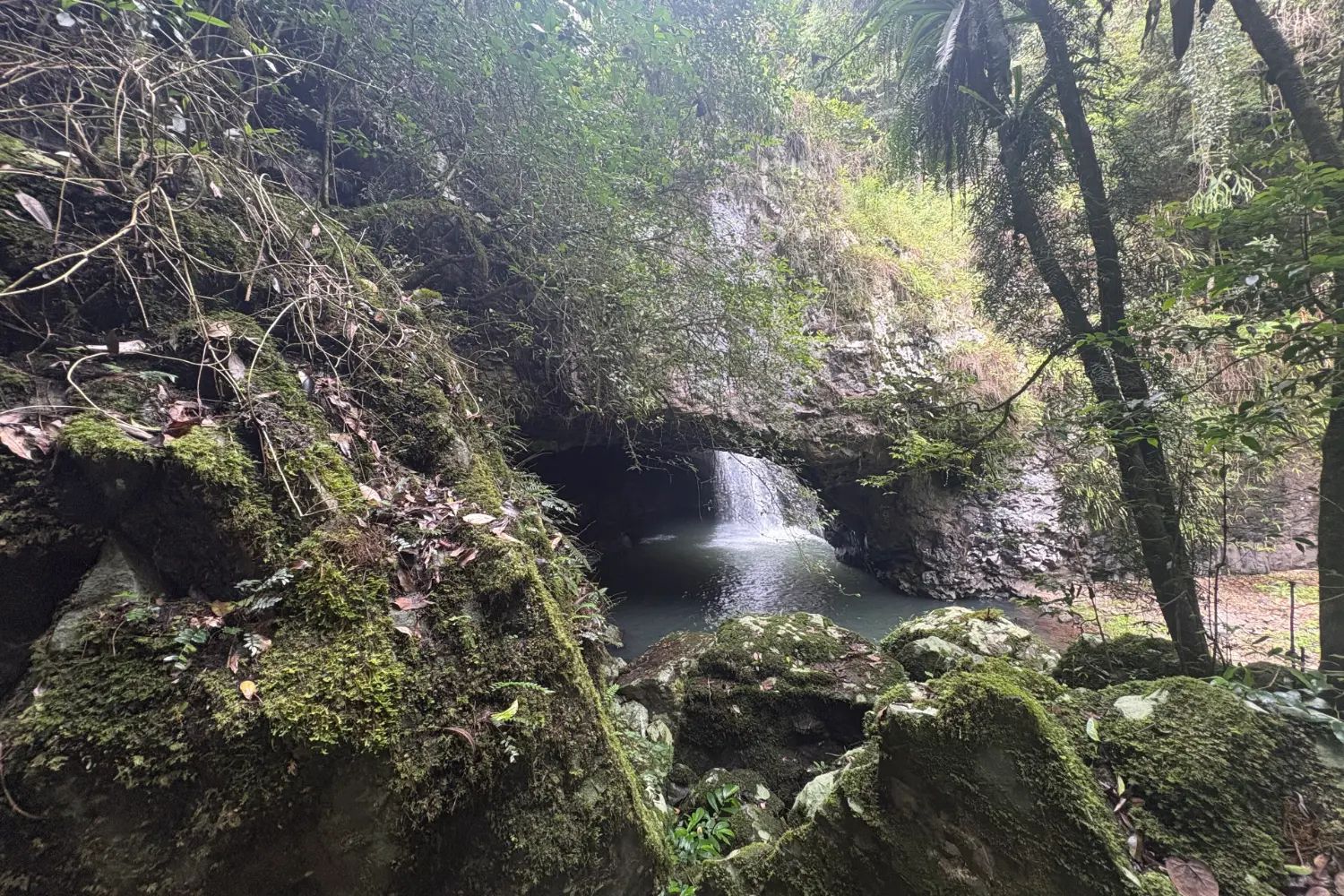 The Natural Bridge at Springbrook: a waterfall dropping through an opening in a mossy rock arch into a pool below