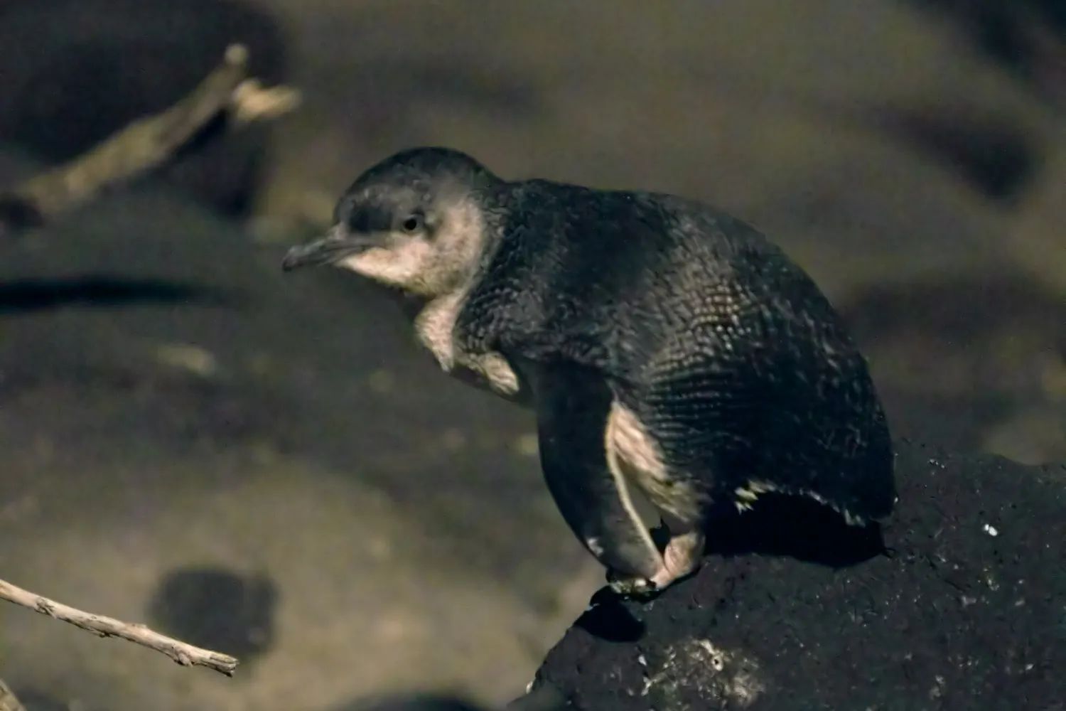 A little penguin on the rocks of the St Kilda breakwater