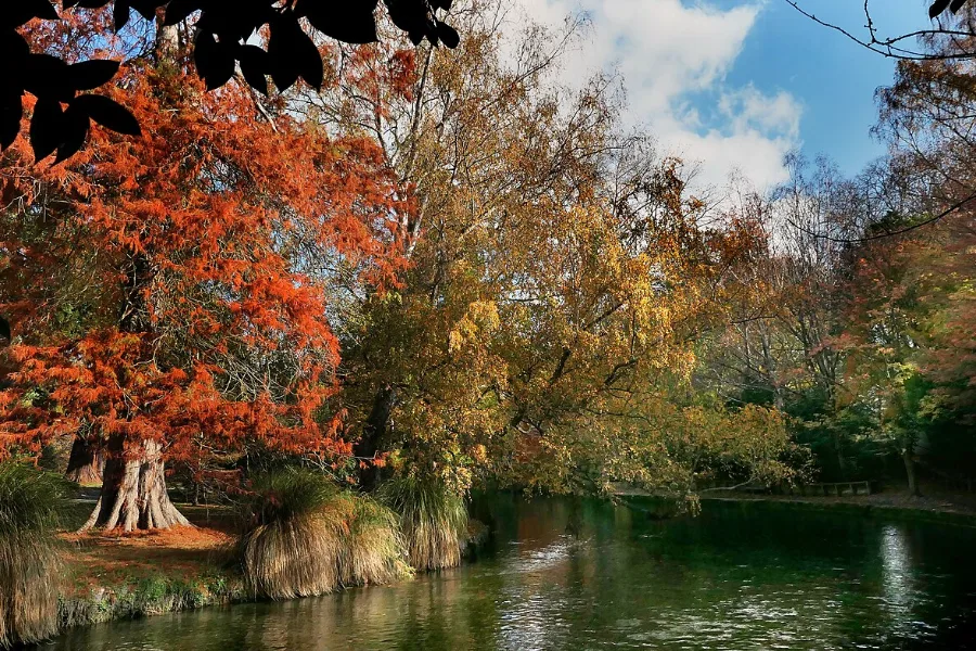 Autumn in Hagley Park: trees in red, copper and gold beside still water.