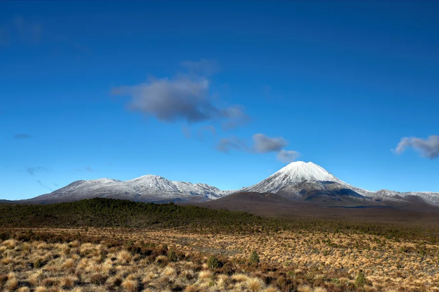Golden tussock in the foreground, with snow-capped Tongariro and the cone of Ngāuruhoe rising behind.