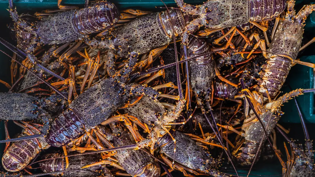 A crate packed with live spiny crayfish, their long antennae and dark red-brown shells tangled together.