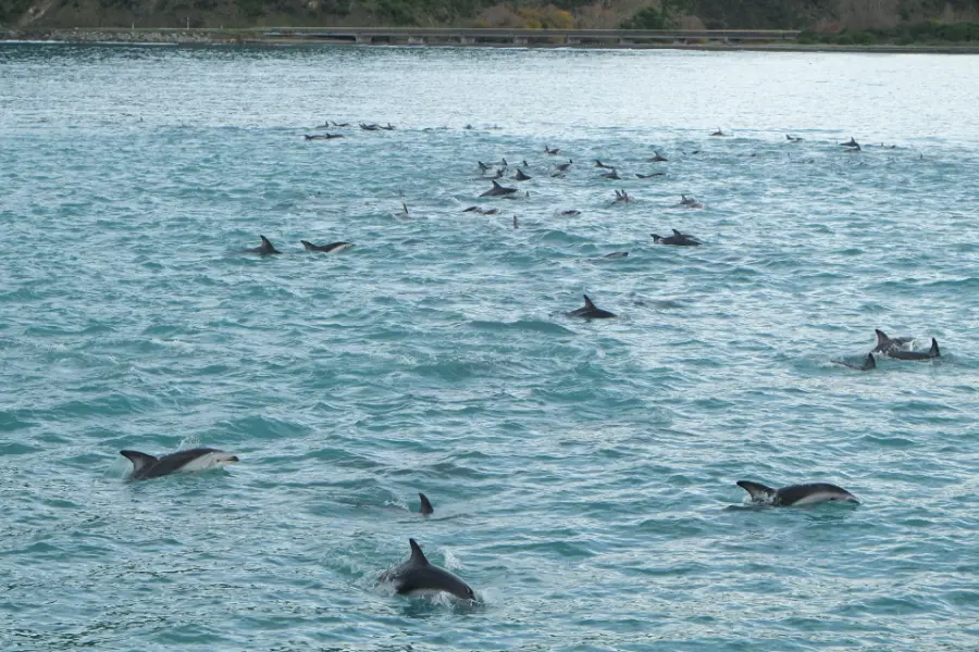 A large pod of dusky dolphins swimming at the surface of a calm blue-green sea.