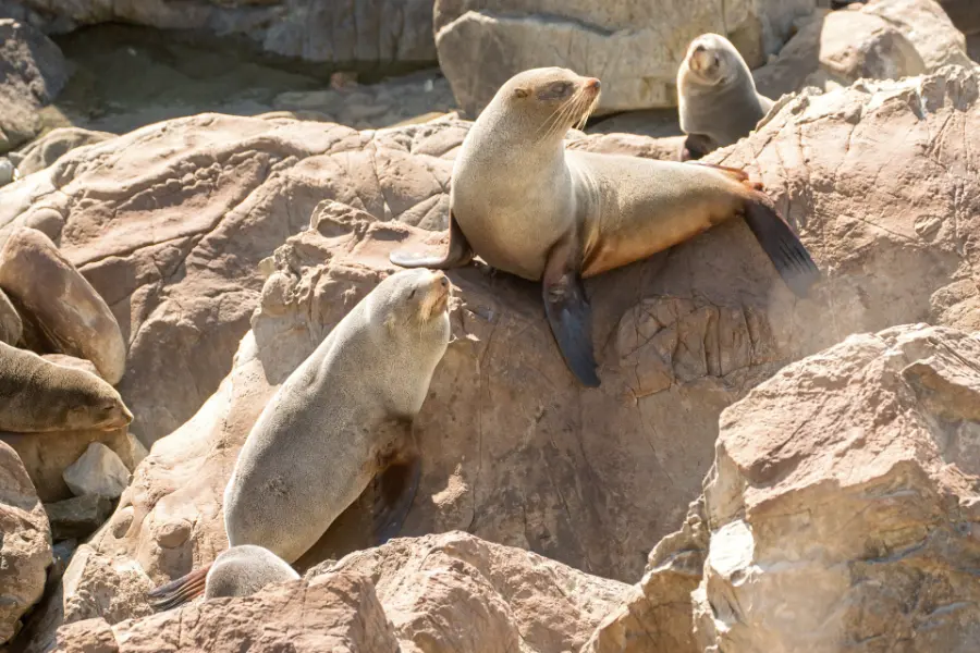 New Zealand fur seals resting and sitting up on pale boulders by the sea at Ōhau Point.