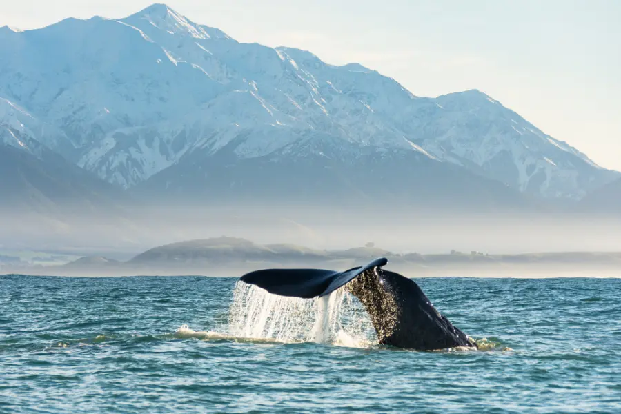 The tail of a sperm whale lifting from the sea as it dives, with snow-covered mountains behind.