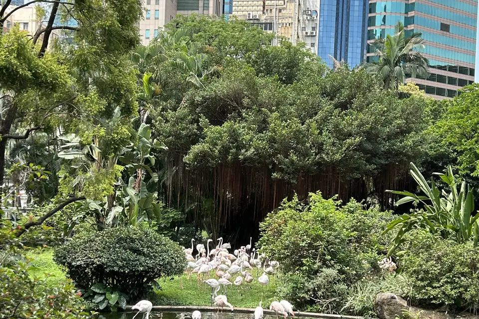 Flamingos on the lake in Kowloon Park beneath tall trees