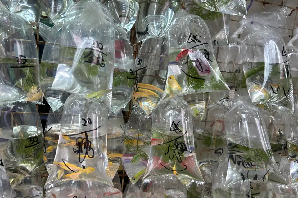 Goldfish in water-filled bags hanging along a Tung Choi Street shopfront